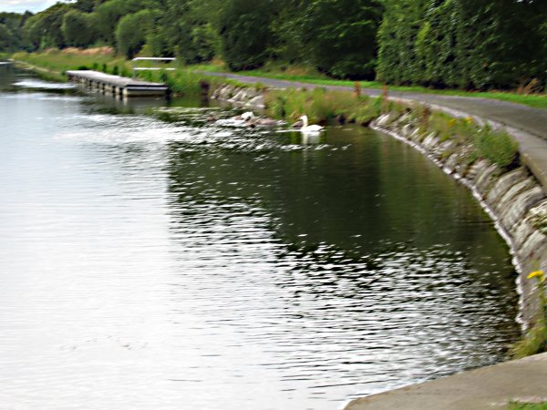 SWANS IN CANAL