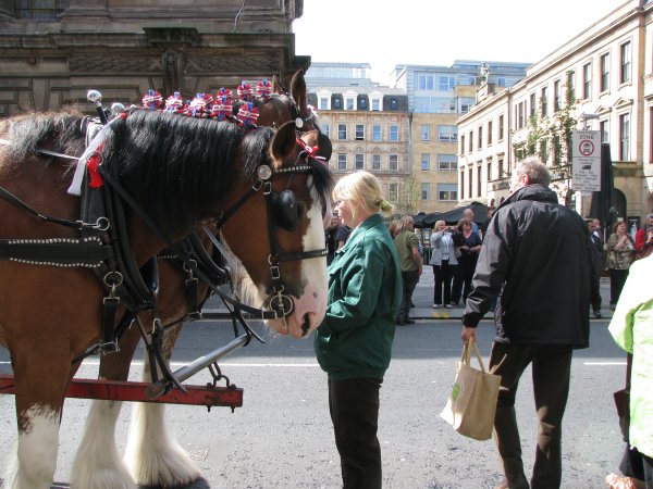 CLYDESDALE HORSES