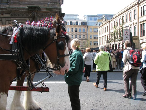 CLYDESDALE HORSES