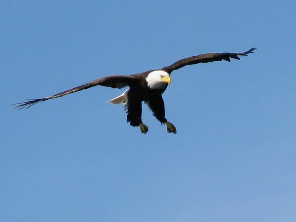 BALD EAGLE