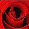 A RED RED ROSE
