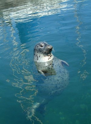 HARBOUR SEALS